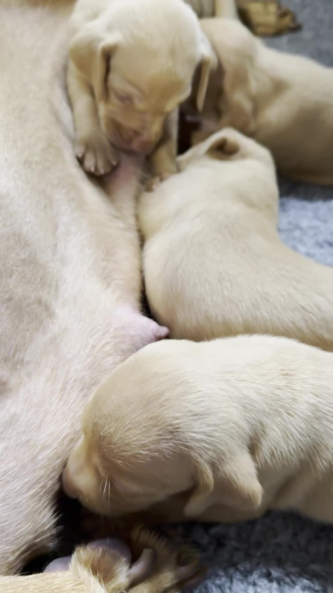 Hungarian Vizsla dogs for sale: KC Reg Hungarian Vizsla pups Hip/Elbow DNA Tested - Video 2