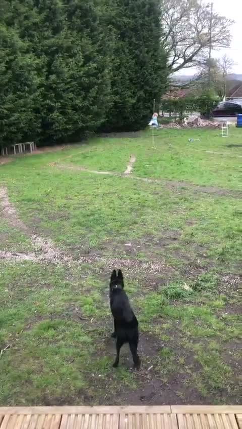German Shepherd dogs for sale: Well trained German Shepherd - Video 3