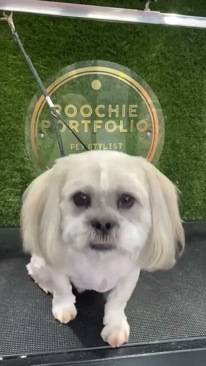 Malshi dogs for sale: Beautiful boy Rio shihtzu/maltese  - Video 5