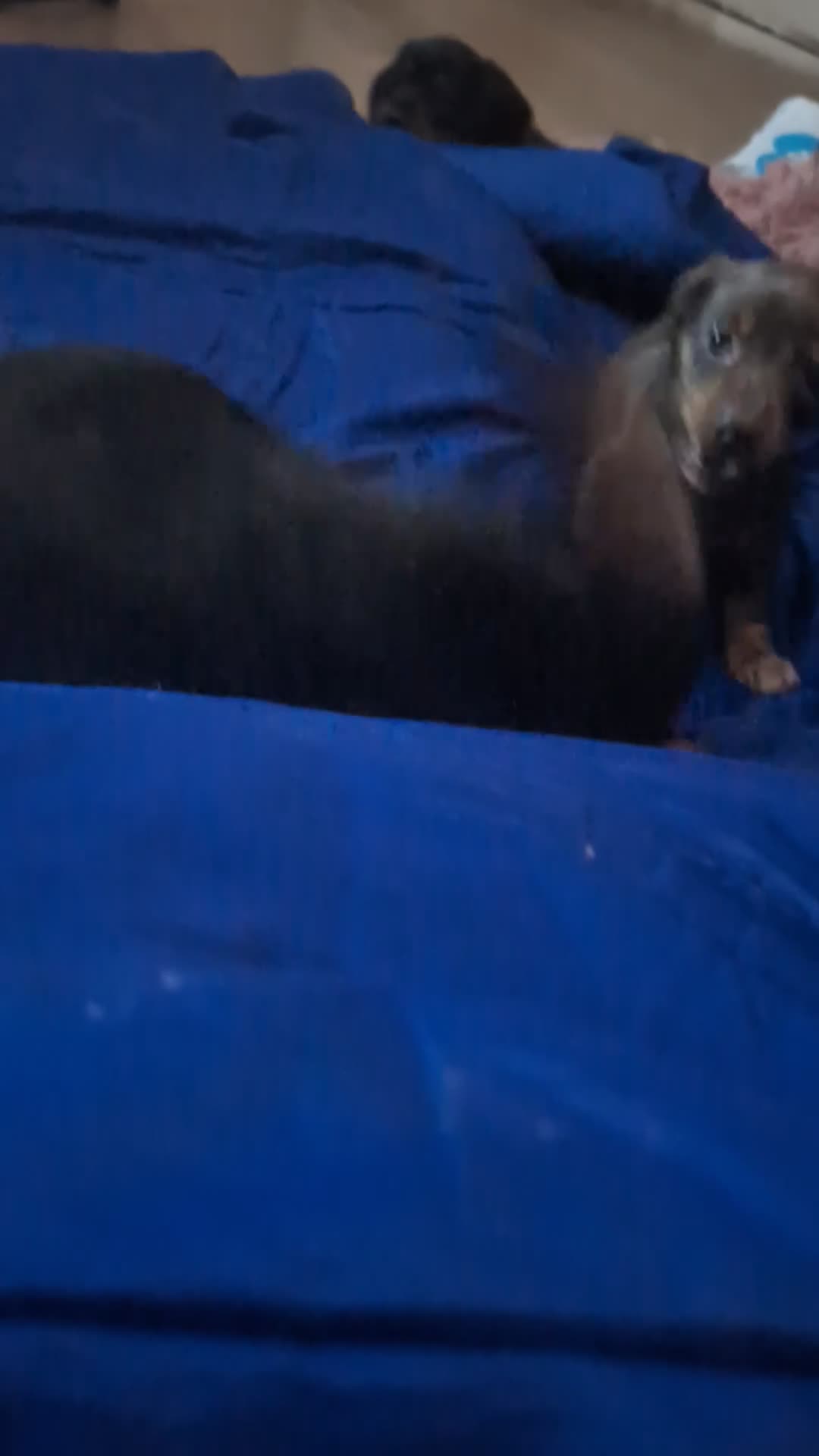 Dachshund dogs for sale: Dachshund  in Brierley Hill - Video 1