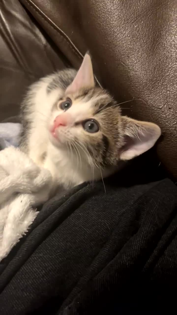 Mixed Breed cats for sale: 2 gorgeous kittens available  - Video 1