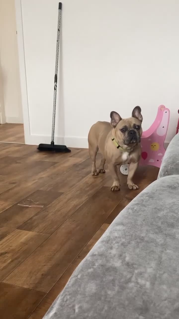 French Bulldog dogs for sale:  female frenchie  - Video 2