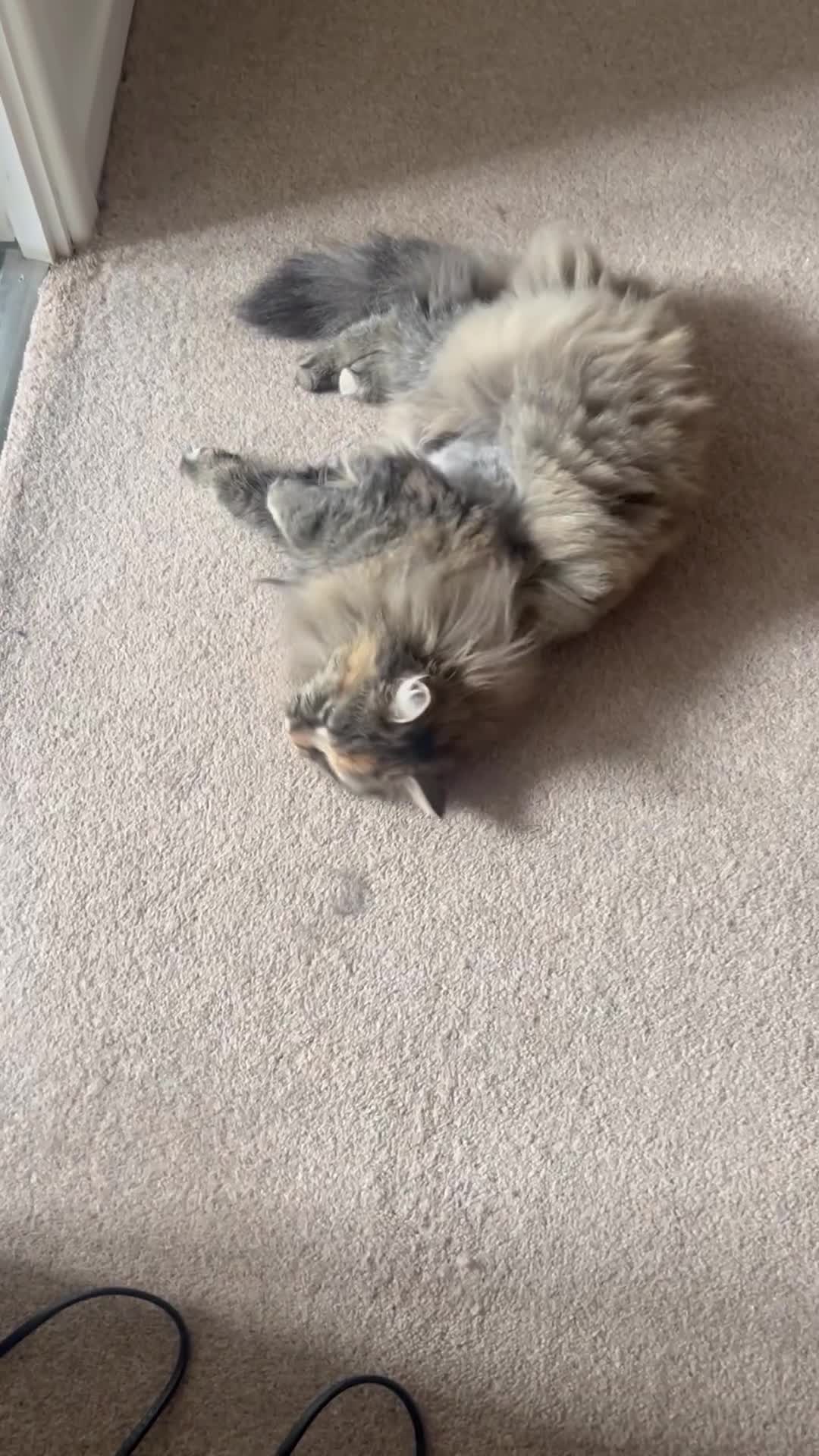 Ragdoll cats for sale: Gorgeous Torbie needs a new home - Video 1