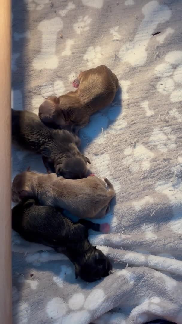 Chihuahua dogs for stud: Chihuahua  in Birmingham - Video 2