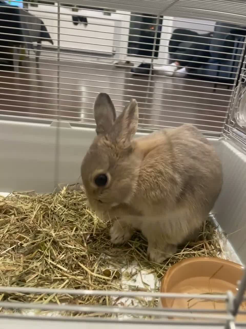 Netherland Dwarf rabbits for sale: Bambi the purebred Netherland Dwarf in Watford - Video 1