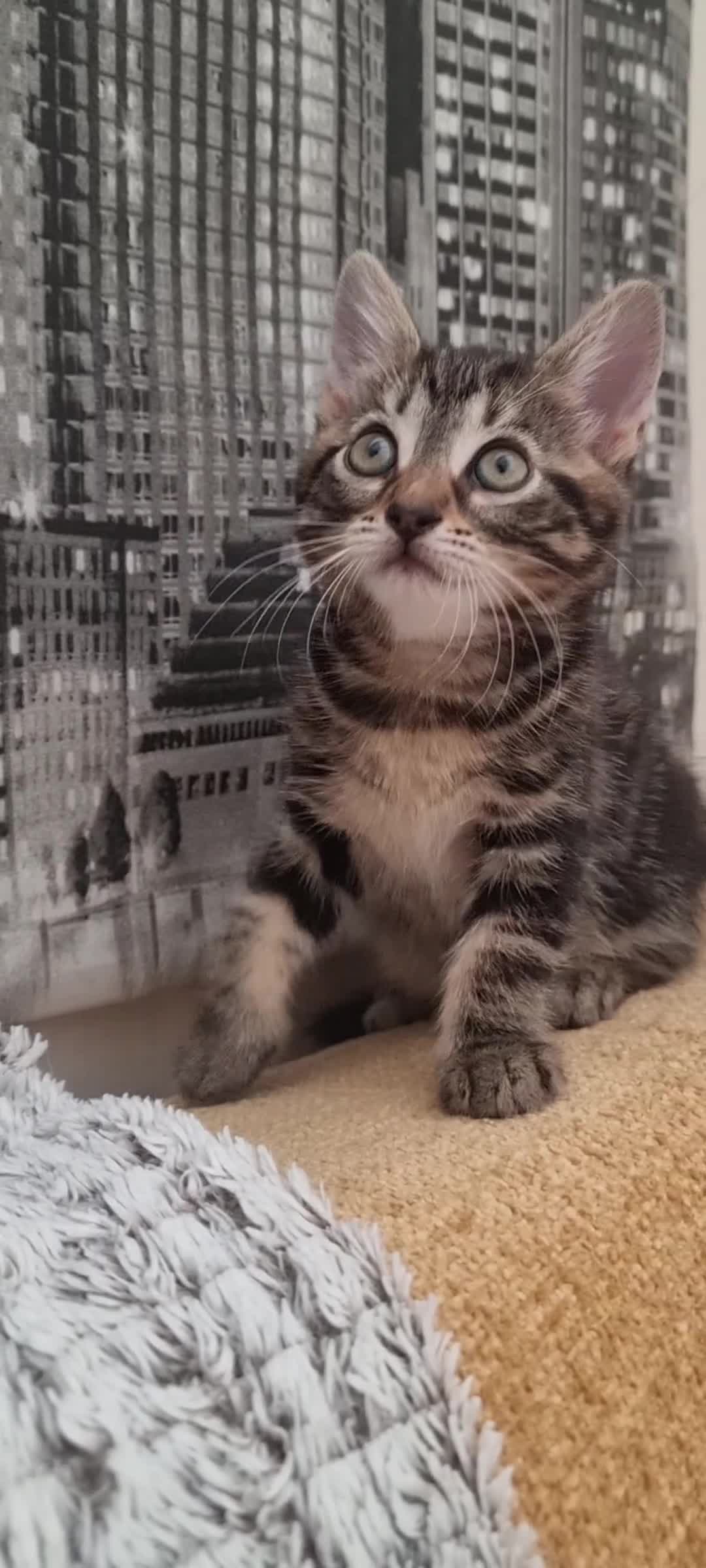 Sokoke cats for sale: Rare and lovely Sokoke Kittens♡ - Video 4