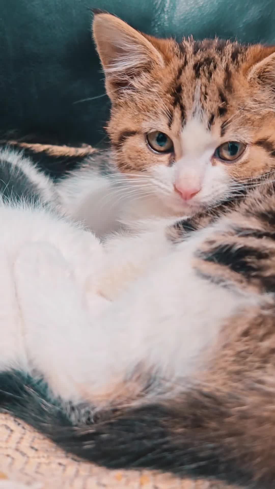 Mixed Breed cats for sale: Kittens for sale!  - Video 1