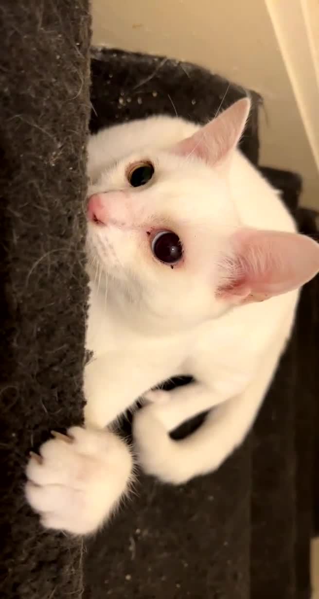 Domestic Shorthair cats for sale: Sweet Cat to Rehome (Read Description) - Video 1