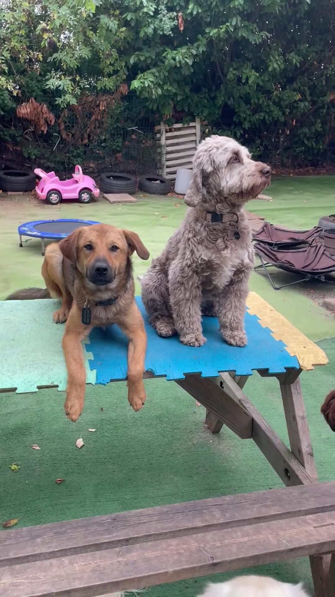 Mixed Breed dogs for sale: Marius is looking for his forever home 💙  in Manchester - Video 2