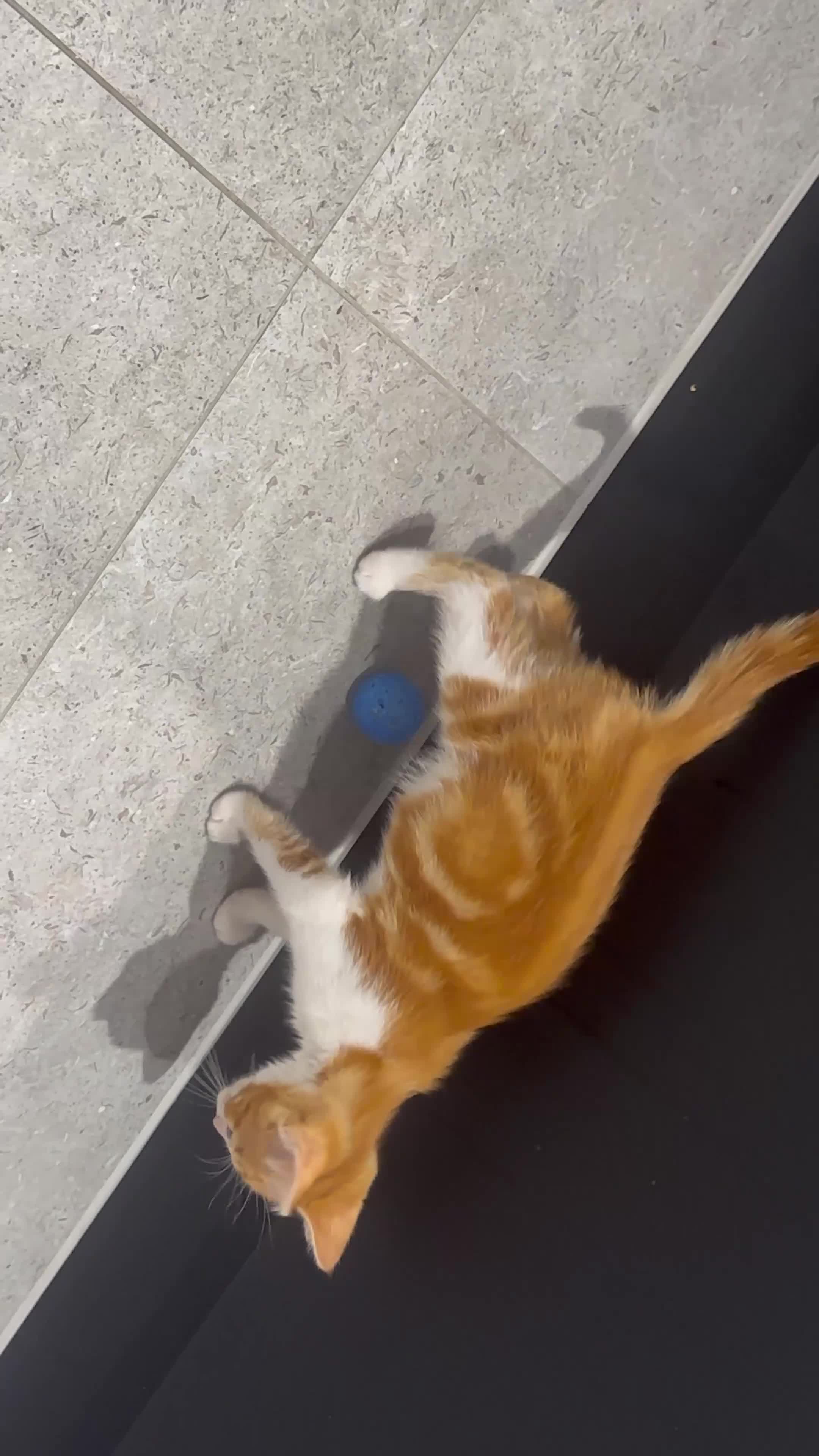 Mixed Breed cats for sale: Affectionate Brother & Sister Kittens - Video 1