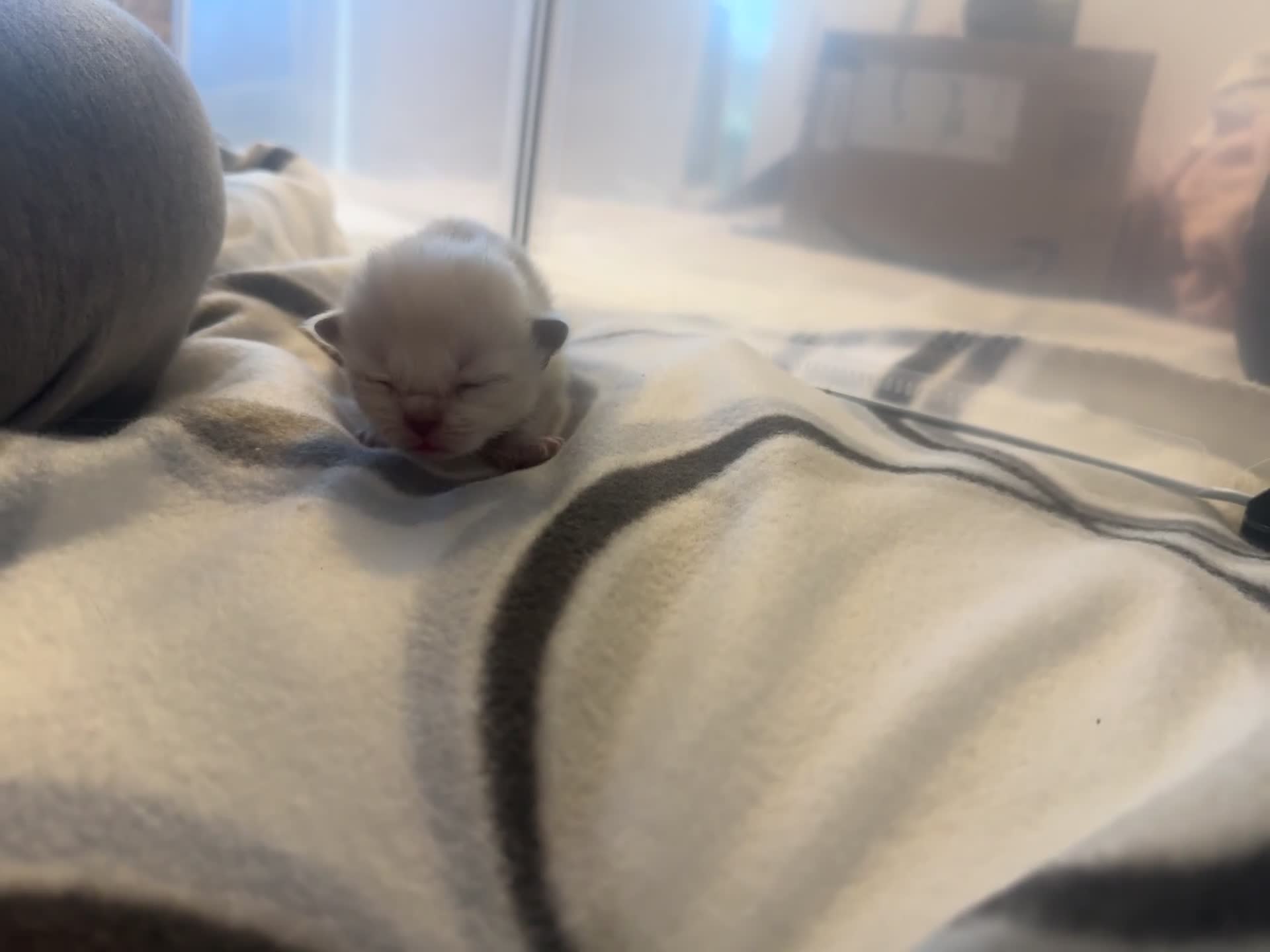 Ragdoll cats for sale: 6 ragdoll kittens - Video 1