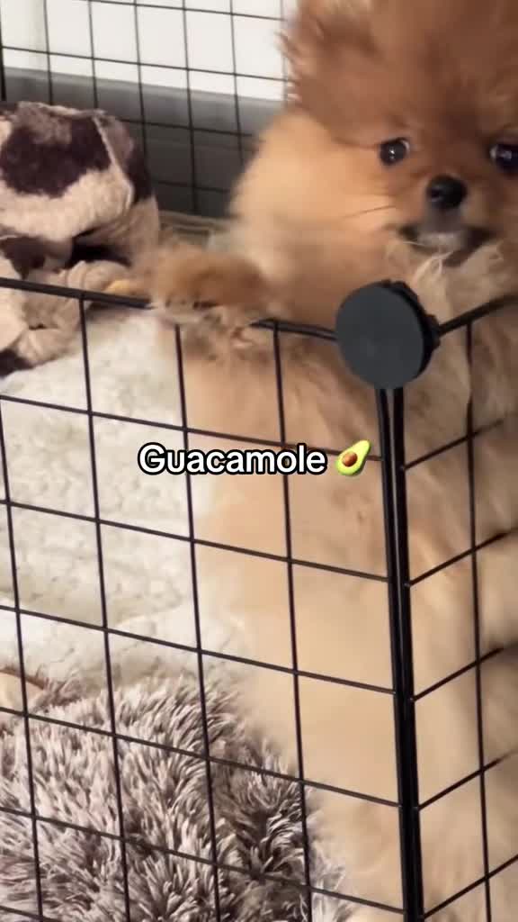 Pomeranian dogs for sale: 💗Last girl left! Royal Orange Pomeranian Pedigree - Video 2