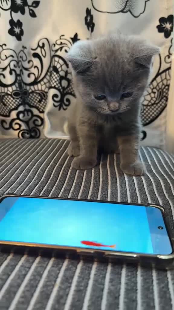 British Shorthair cats for sale: Blue male British shorthair brothers in Blackburn - Video 1