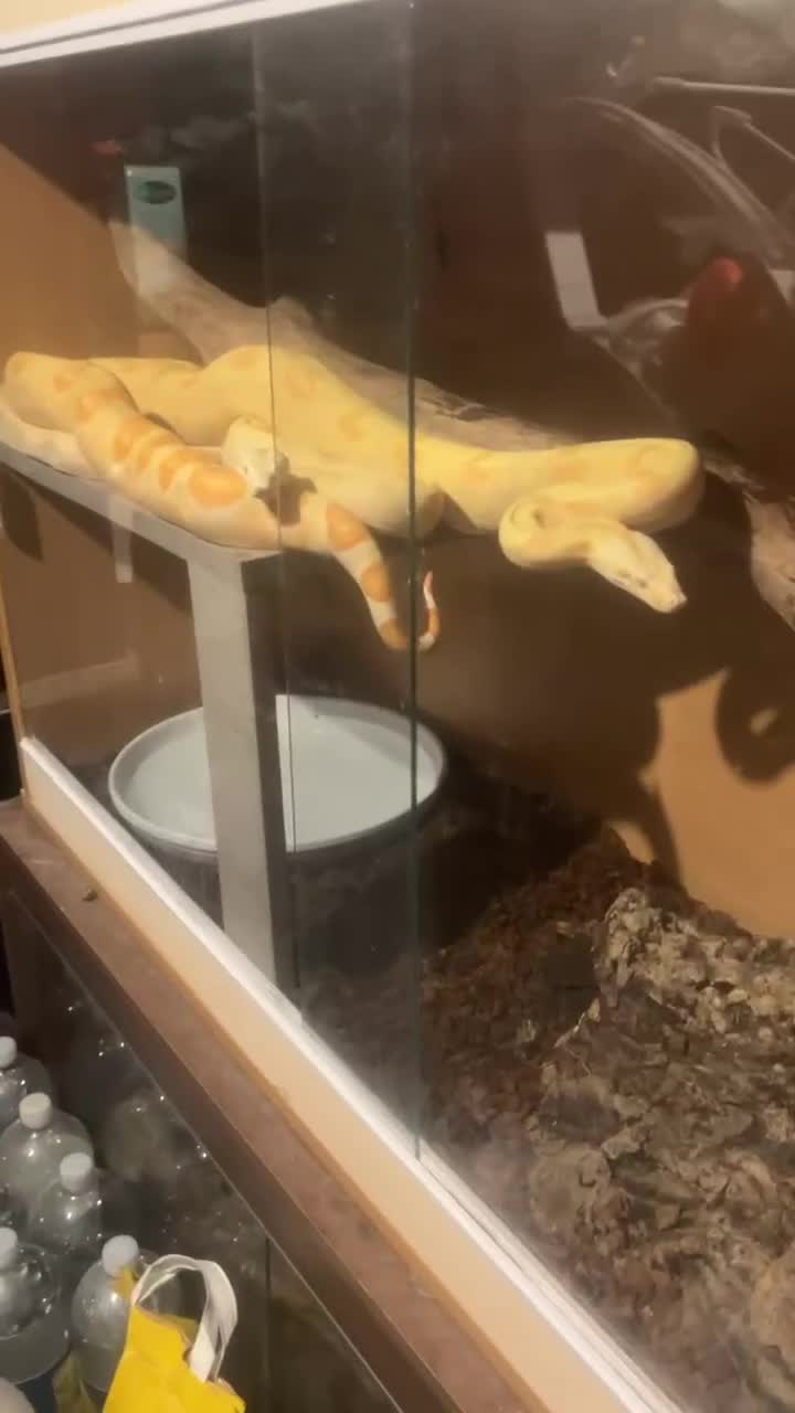Boa Snake reptiles for sale: Boa snak - Video 1