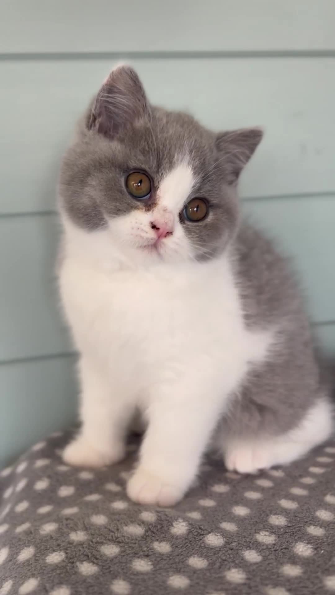 British Shorthair cats for sale: TICA registered Bluebio colour kitten - Video 2