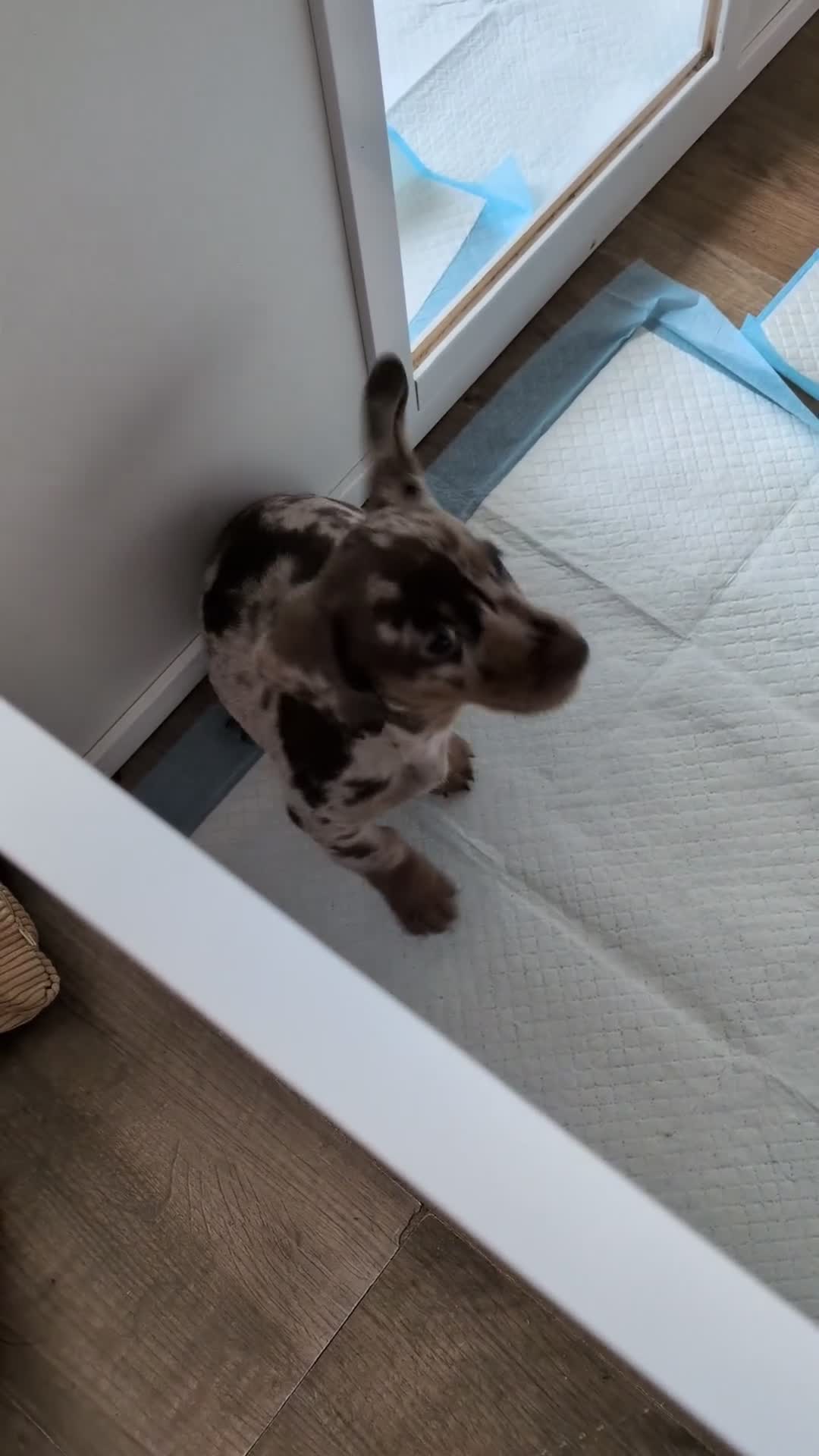 Dachshund dogs for sale: 4 Beautiful miniature Dachshunds puppies for sale - Video 1