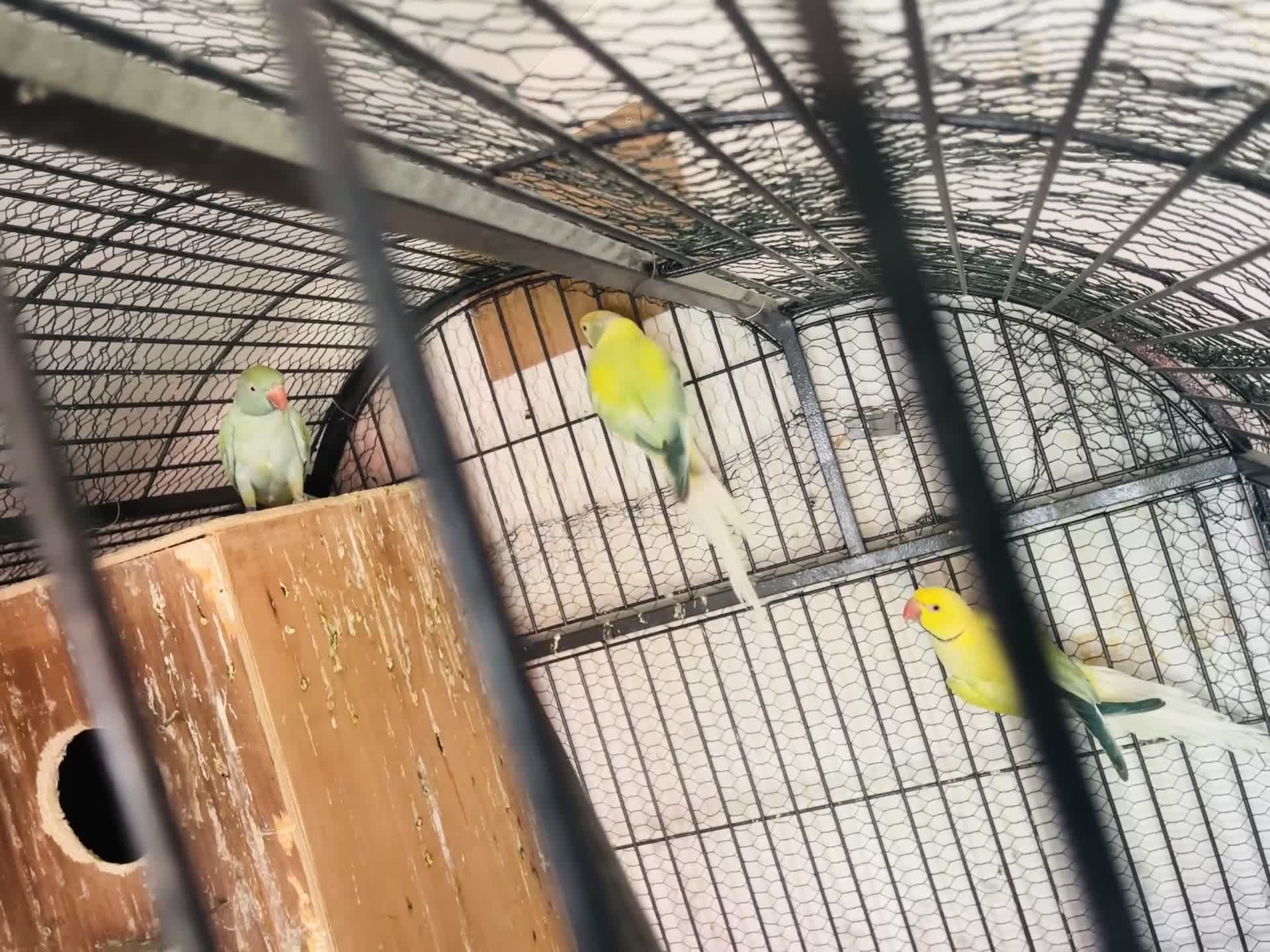 Parakeets birds for sale: Indian Ringneck parrot  - Video 4