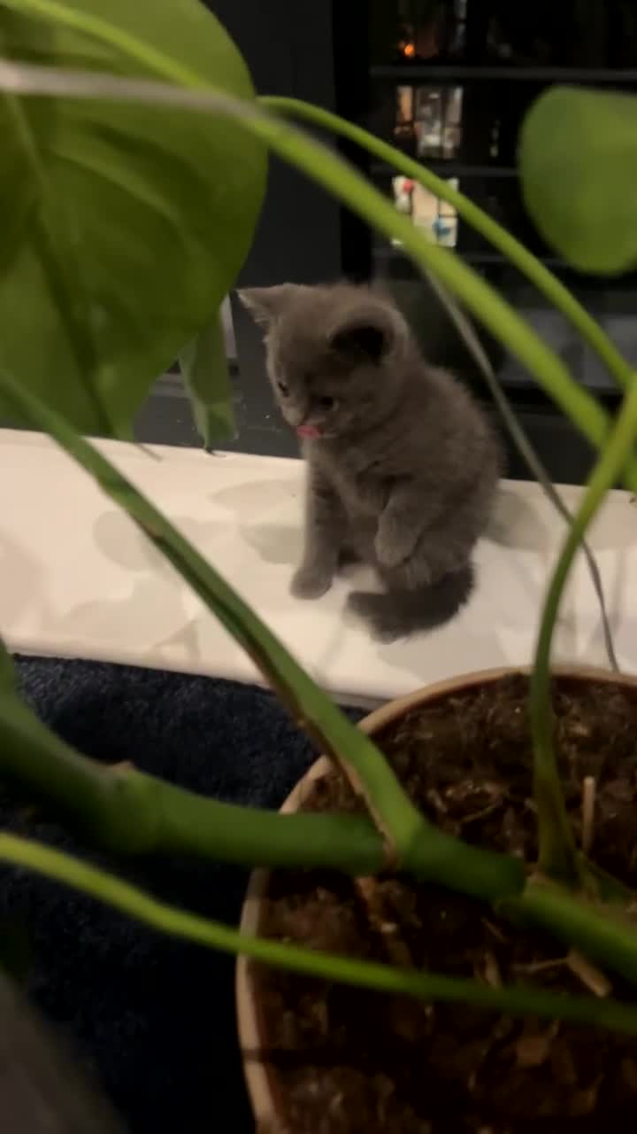 British Shorthair cats for sale: Blue British Shorthair Male - Video 1