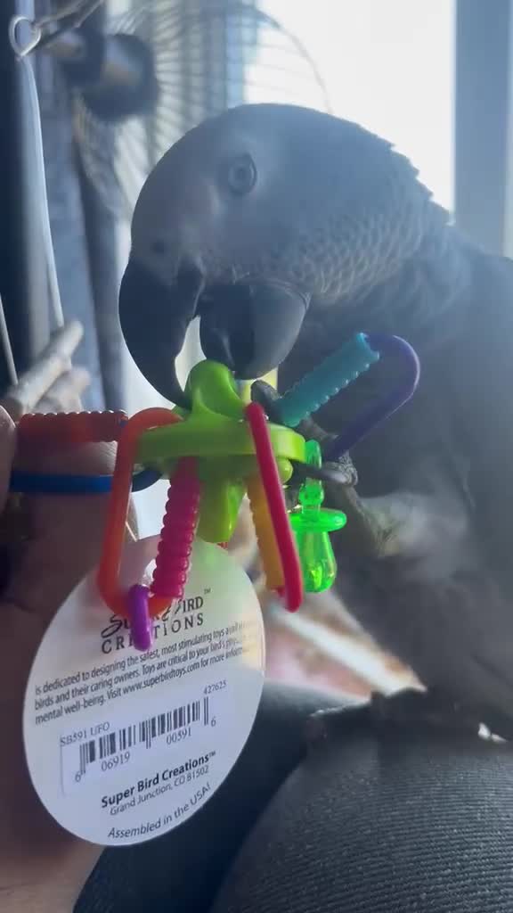 Parrots birds for sale: Hand reared 10 month old female African grey - Video 2