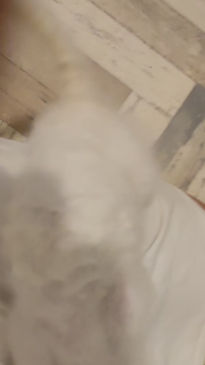 LaPerm cats for sale: Last one **Beautiful LaPerm curly fur boy kitten - Video 3