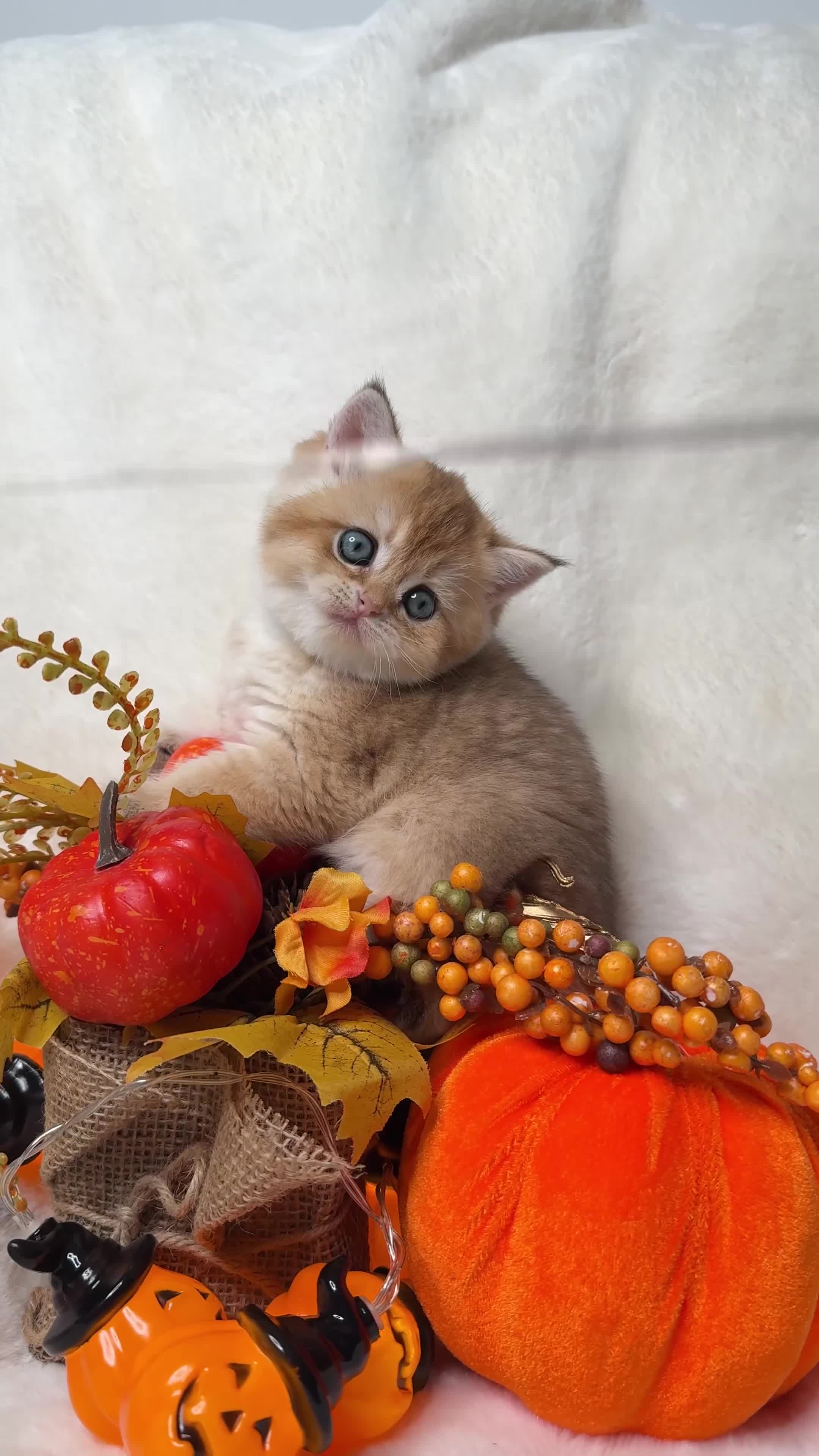 British Shorthair cats for sale: British SH and LH available  - Video 1