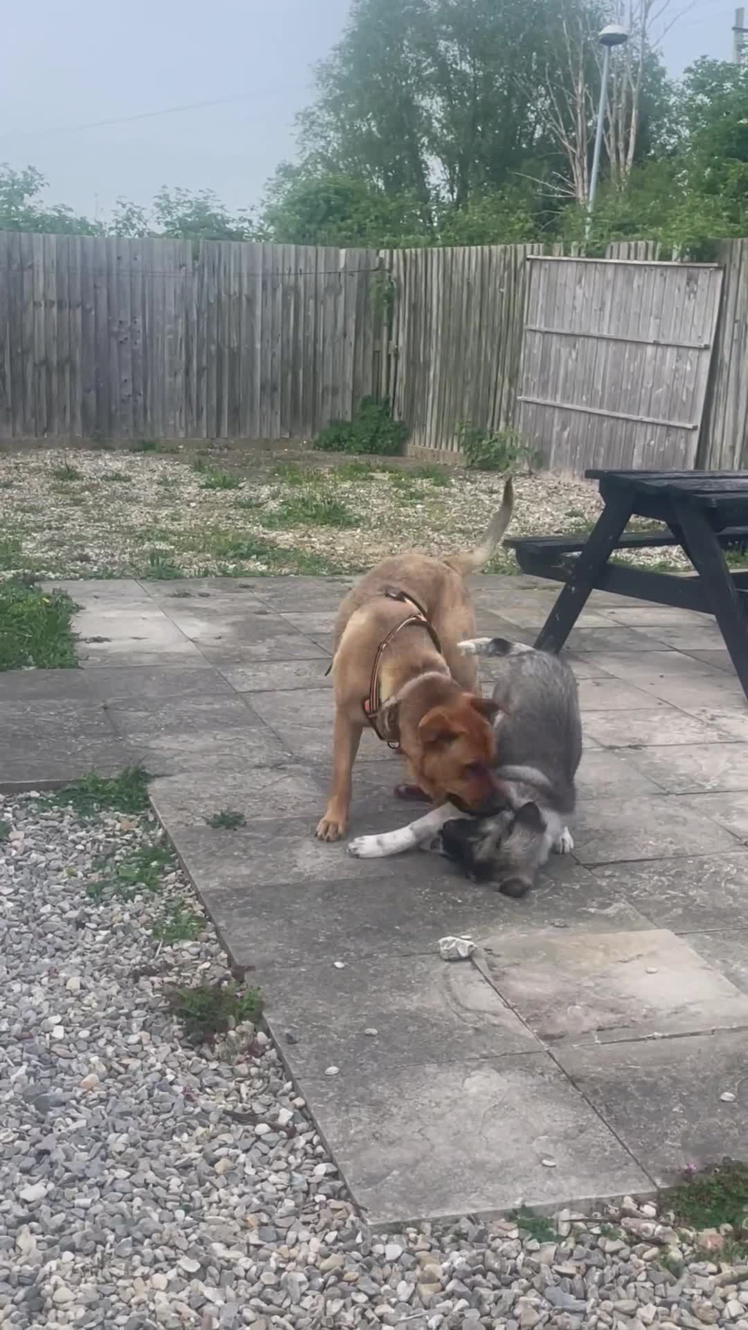 Caucasian Shepherd Dog dogs for sale: Kiara - Video 1