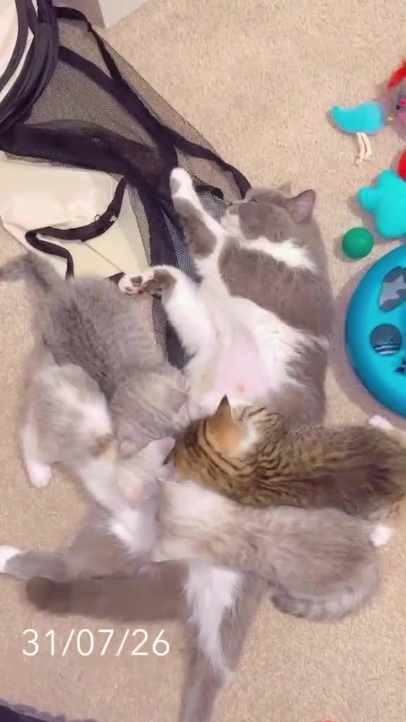 British Shorthair cats for sale: British short hair ❤️🥰 - Video 1