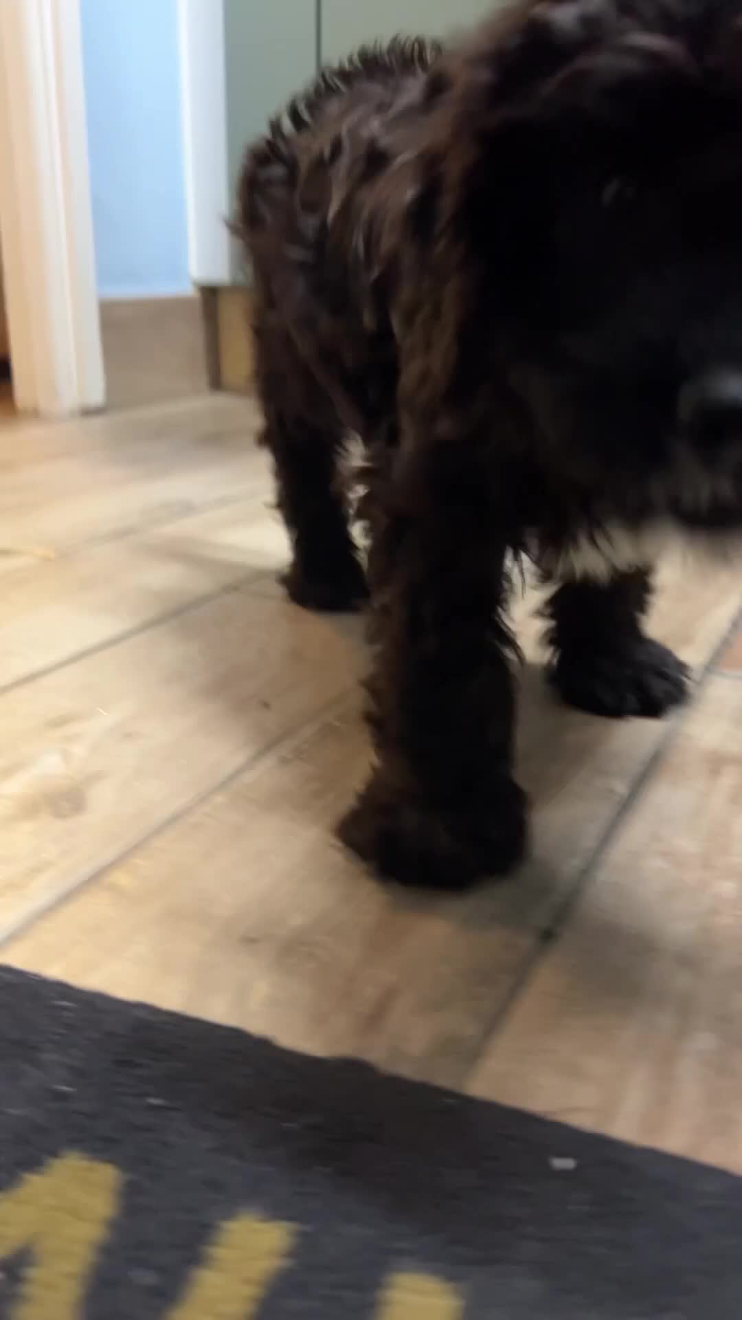 Cockapoo dogs for sale: 11 wk old cockerpoo male - Video 1