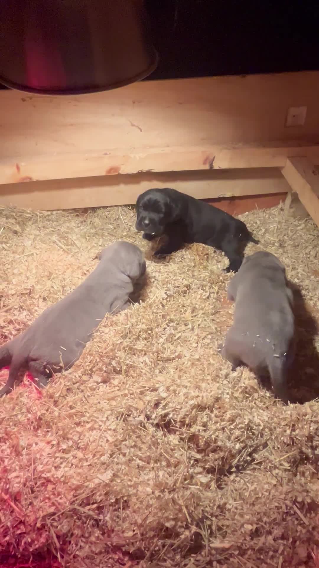 Cane Corso dogs for sale: Cane corso puppies top import bloodLines - Video 4