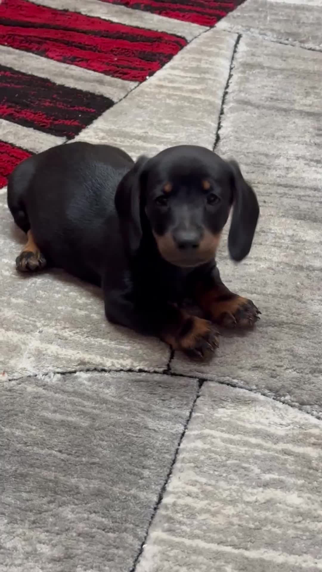 Dachshund dogs for sale: beautiful dachshunds puppies for sale  - Video 1