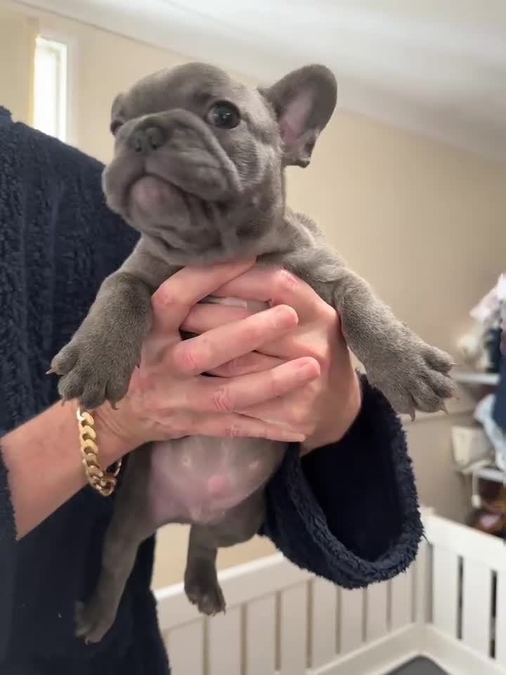 French Bulldog dogs for sale: stunning french bulldogs - Video 4
