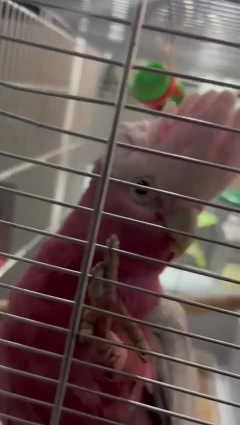 Cockatoo birds for sale: Galah cockatoo  - Video 1