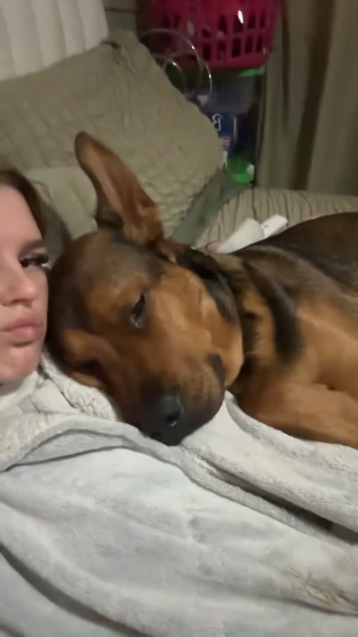 Mixed Breed dogs for sale: Jasper german shepherd cross - Video 2