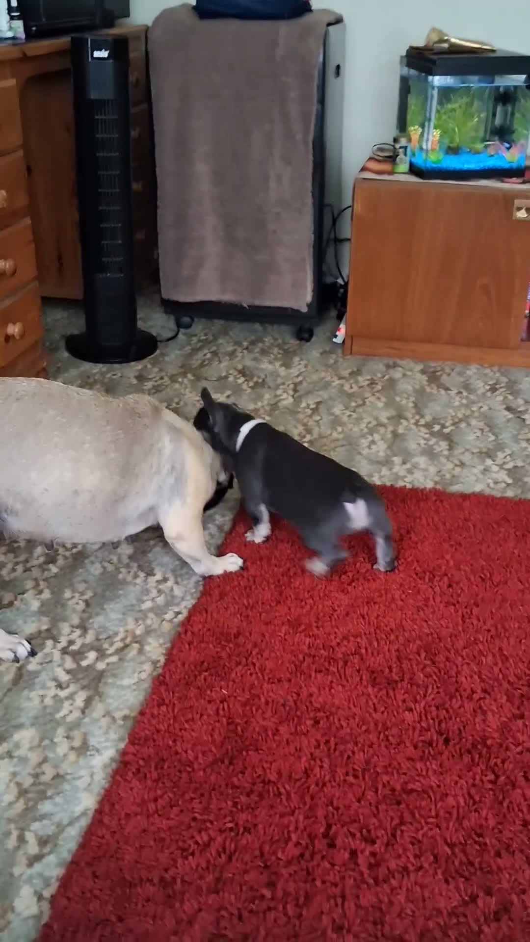 French Bulldog dogs for sale: 2 STUNNING FRENCHIES LEFT - Video 2
