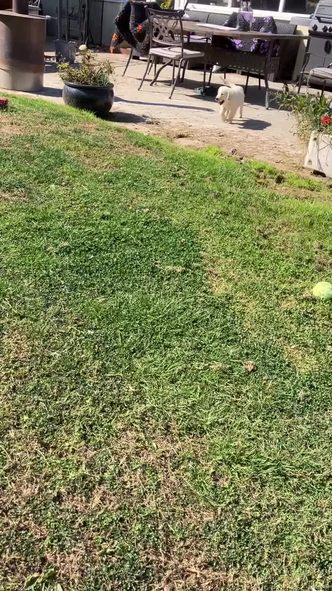Golden Retriever dogs for sale: Kc beautiful girl  - Video 2