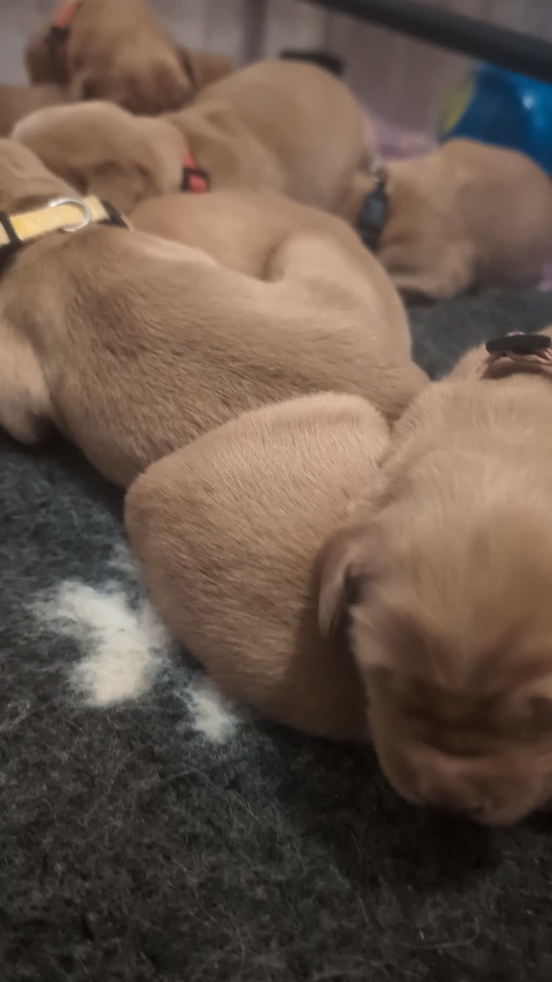 Golden Retriever dogs for sale: Champion Pedigree Puppies - Video 1