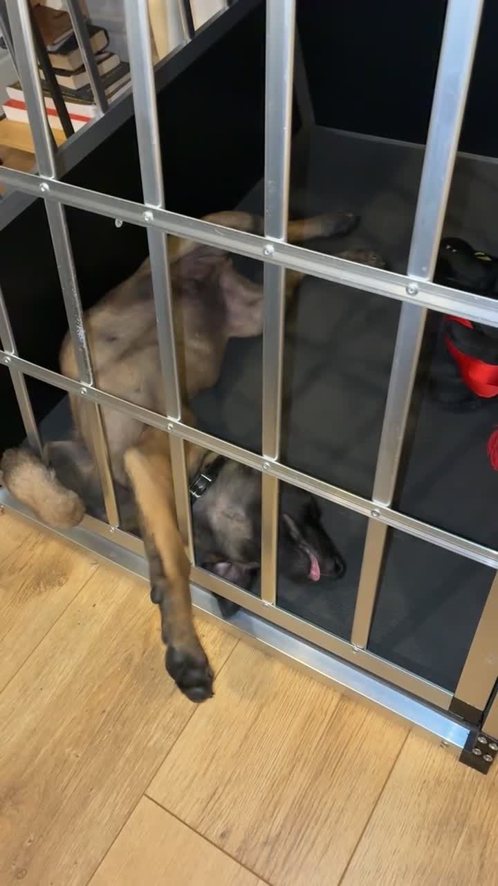 Belgian Shepherd Dog dogs for sale: Dutch Shepherd – Exceptional Pedigree in Norwich - Video 2