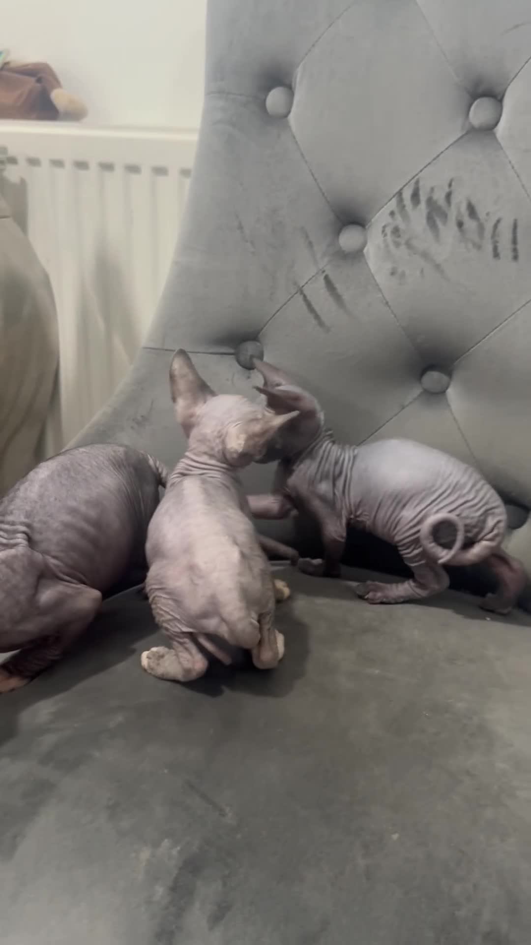 Sphynx cats for sale: ✨ 3 Beautiful Sphynx Kittens – 2 Boys & 1 Girl ✨ - Video 1