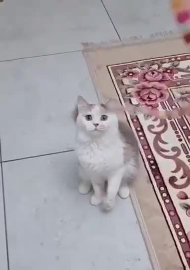 Mixed Breed cats for adoption: FIONA -BEAUTIFUL SOUL READY TO LOVE - Video 5