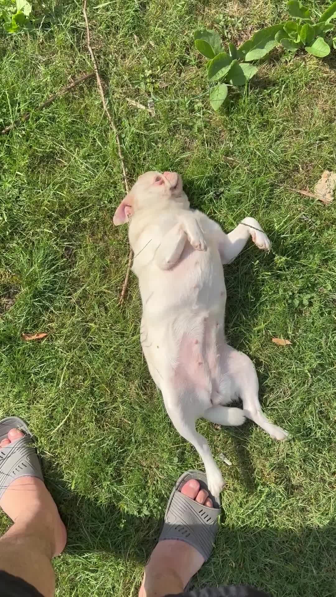 Pug dogs for sale: Pink Albino Pug🤍 (Kc registered) - Video 1