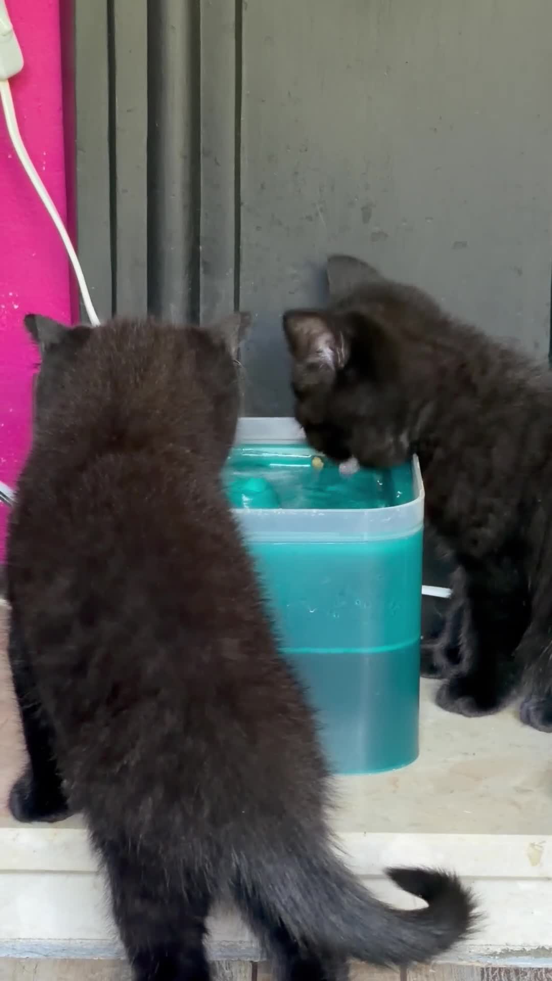 British Shorthair cats for sale: Gorgeous black BSH kittens available.  - Video 1