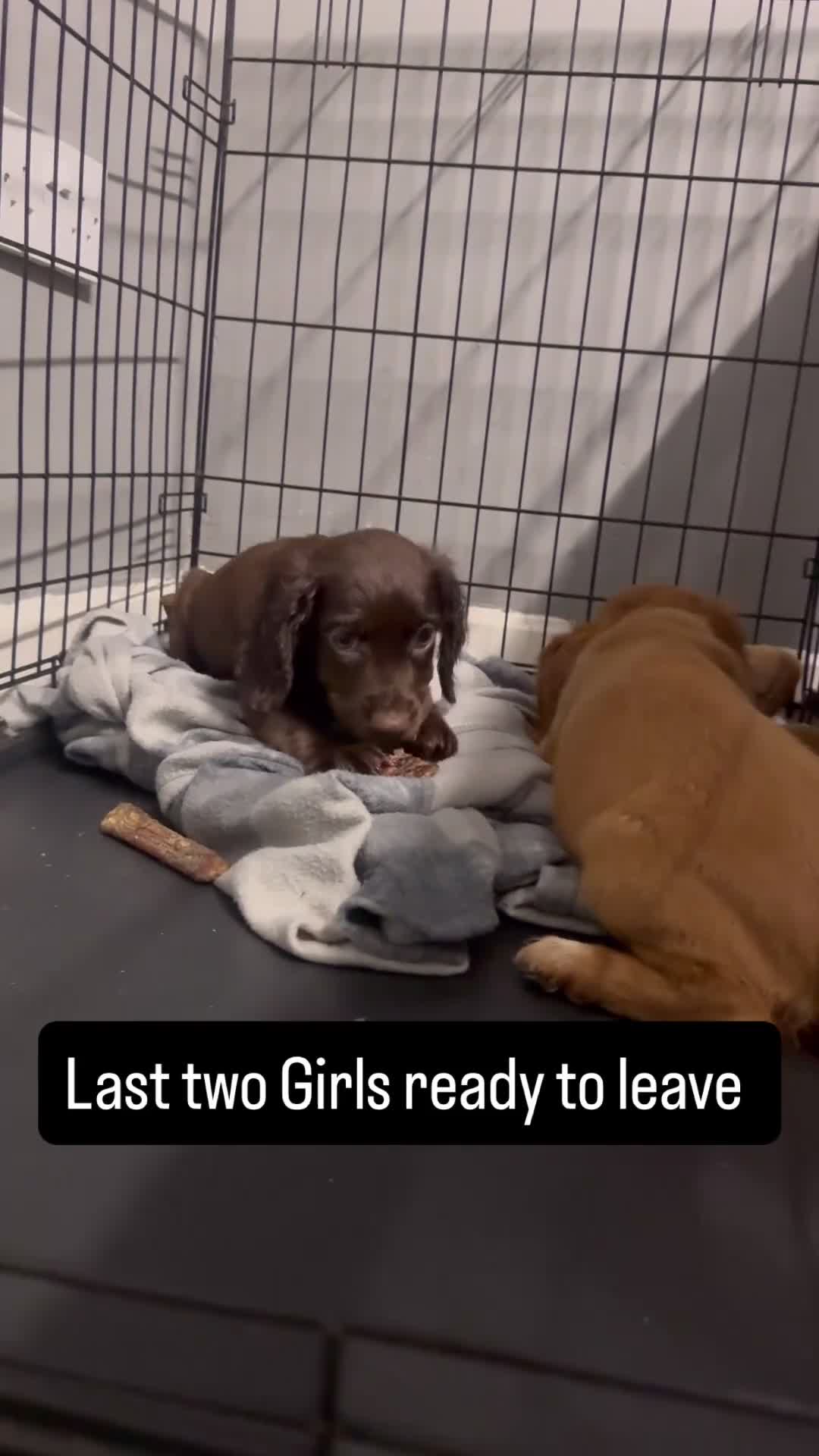 Cocker Spaniel dogs for sale: Working Cocker Spaniel  - Video 1