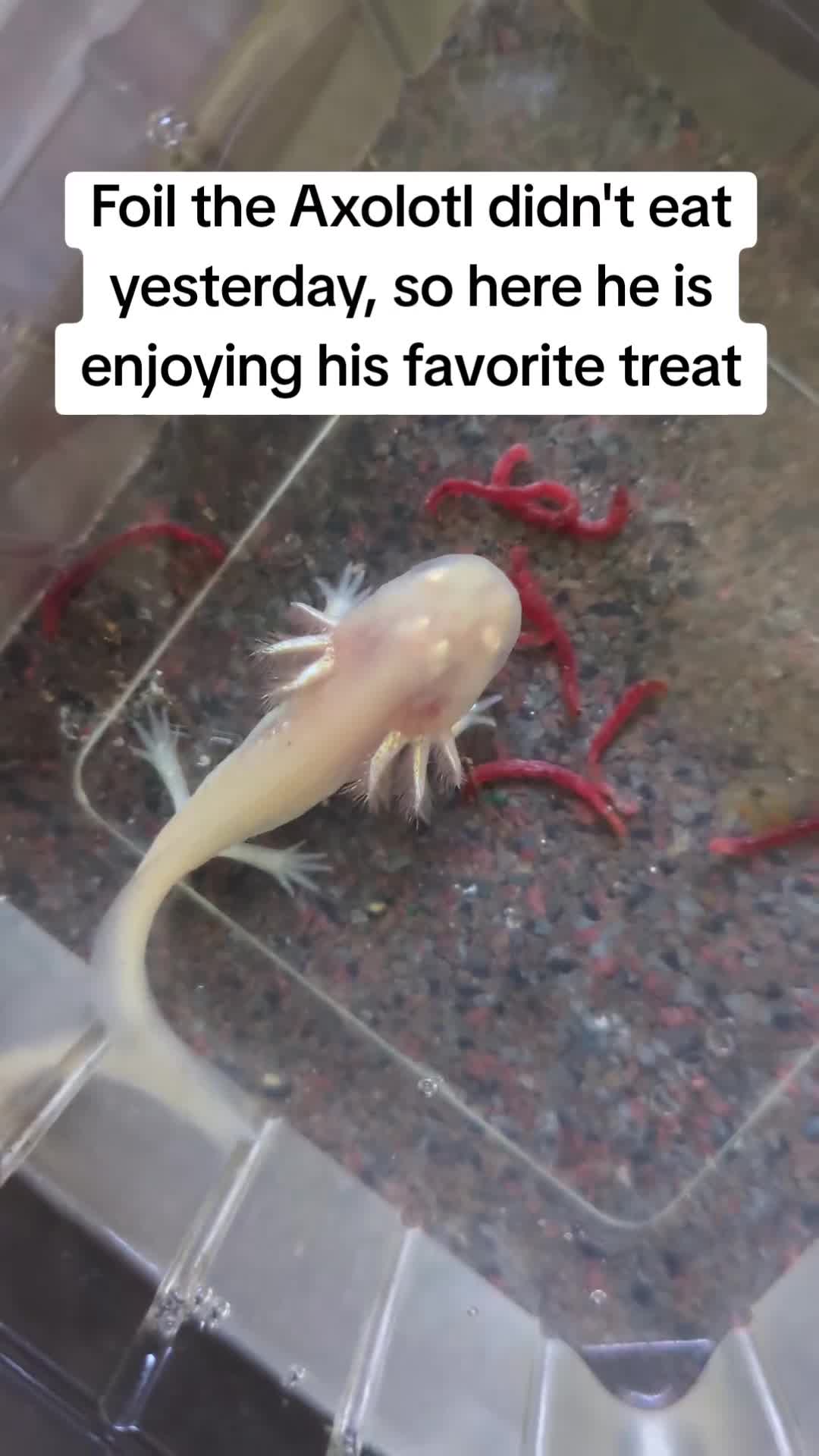 Axolotl reptiles for sale: Axolotl Babies  - Video 1