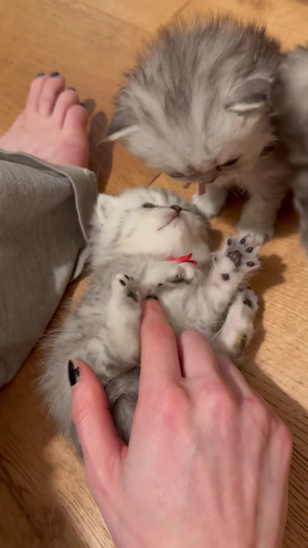 British Shorthair cats for sale: Last boy!! British longhair 🩶Ready to go 19/06 - Video 1