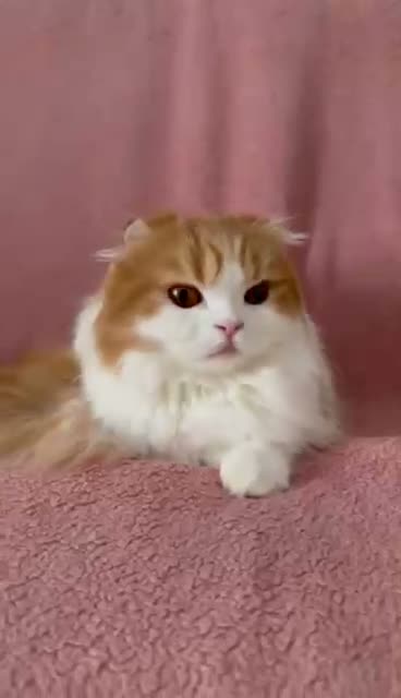 Ragdoll cats for sale: Beautiful Scottish Fold & Ragdoll Doll Mix Kittens - Video 4