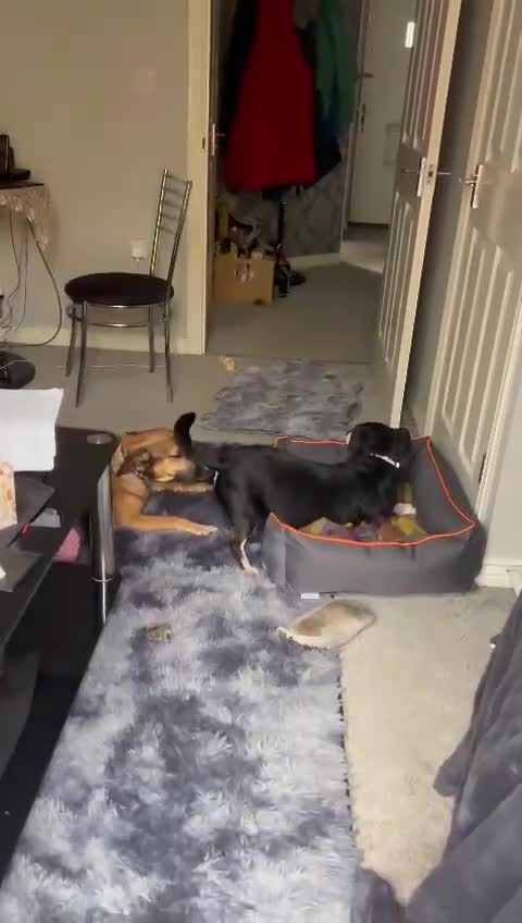 Mixed Breed dogs for adoption: Cute Dingo looking for LOVE - Video 2