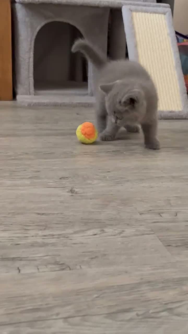 British Shorthair cats for sale: British Shorthair kittens in Lutterworth - Video 1