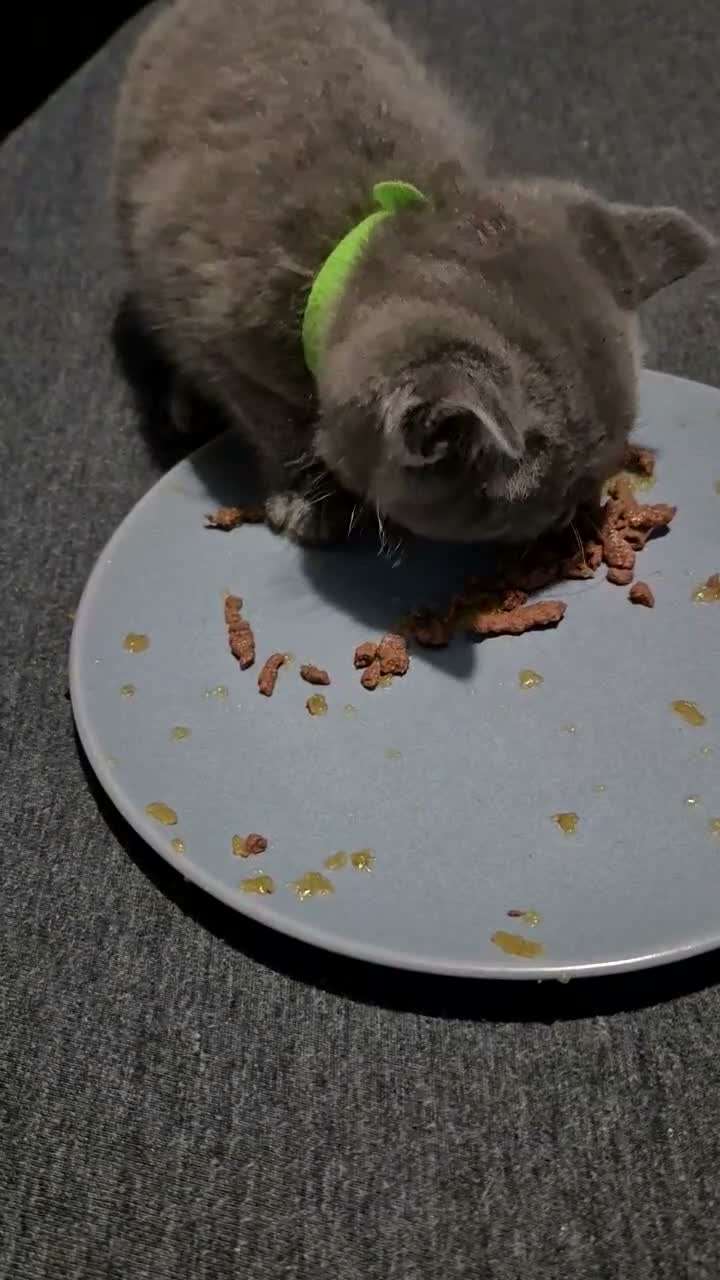 Mixed Breed cats for sale: Gorgeous grey kitten - Video 3