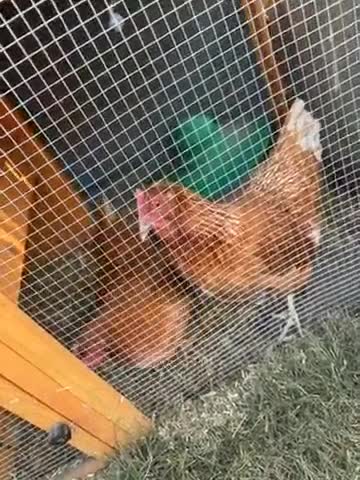 Chickens poultry for sale: 2x female chickens - Video 1