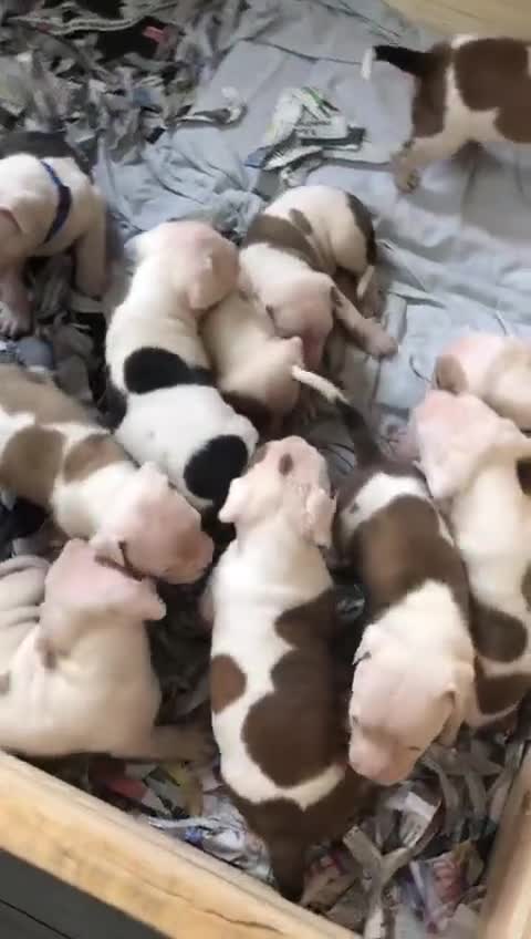 American Bulldog dogs for sale: American Bulldog puppies - Video 1